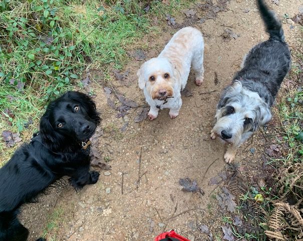 Dog walkings, doggy daycare